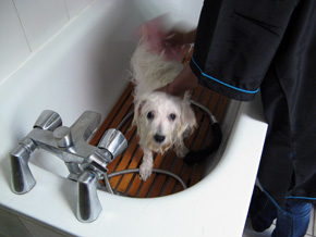 Actuel Canin