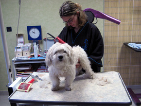 Actuel Canin