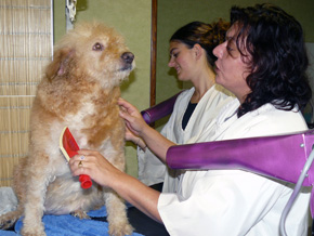 le bain Actuel Canin