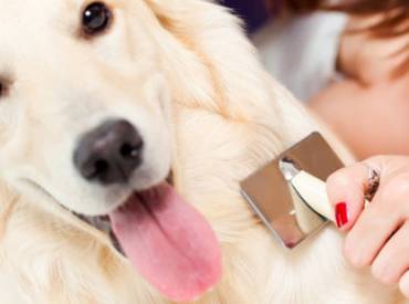 Entretenir la beauté des poils de son chien