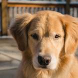 adult-golden-retriever-1024pix.jpg