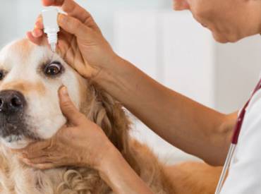 Nettoyer les yeux de son chien